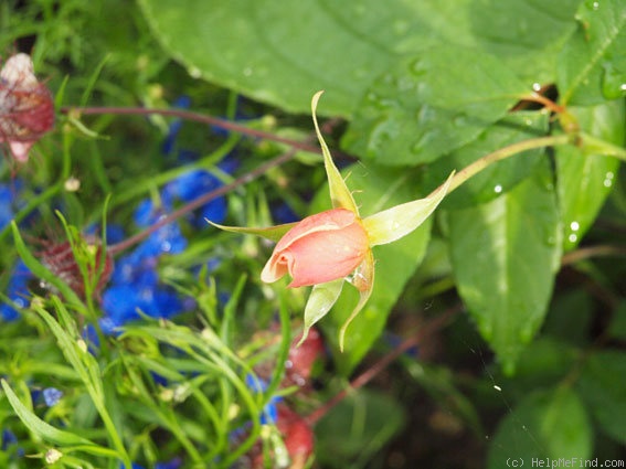 'Perle d'Or (polyantha, Rambaux, 1875)' rose photo