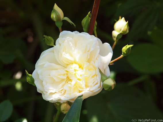 'Perpetually Yours' rose photo