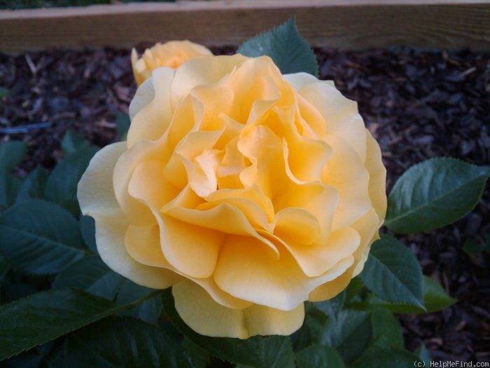 'Julia Child ™ (Floribunda, Carruth, 2004)' rose photo