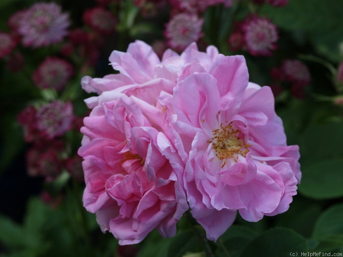 'Autumn Damask' rose photo