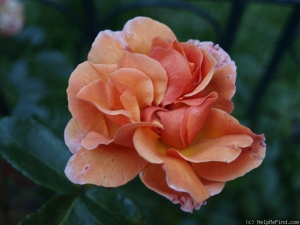 'Caffeeteria' rose photo