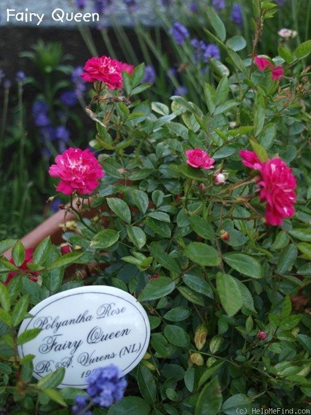 'Fairy Queen (polyantha, Vurens/Spek, 1992)' rose photo