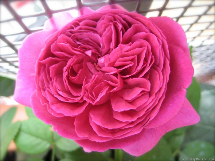 'William Shakespeare 2000 ™ (shrub, Austin 1994)' rose photo
