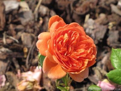 'Summer Song (shrub, Austin 2005)' rose photo