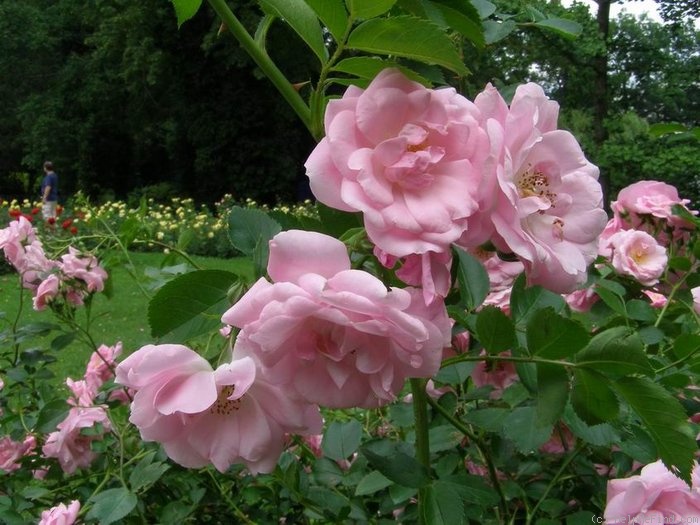 'Pozdrav z Pruhonic' rose photo