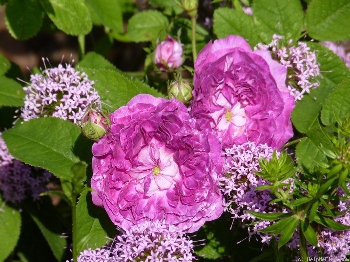 'Belle de Crécy (Gallica, Roeser, 1829)' rose photo