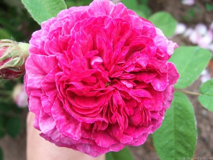'Louis Philippe (gallica)' rose, click to enlarge 'Louis Philippe (gallica)' rose photo