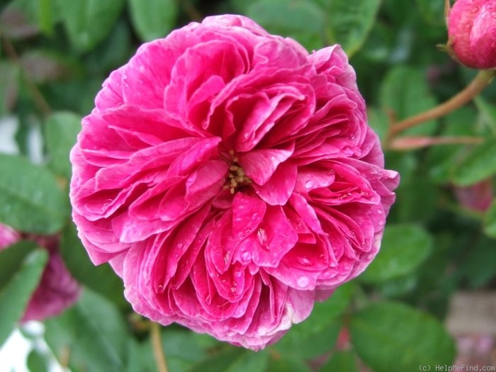 'Malesherbes (gallica, Vibert, 1834)' rose photo