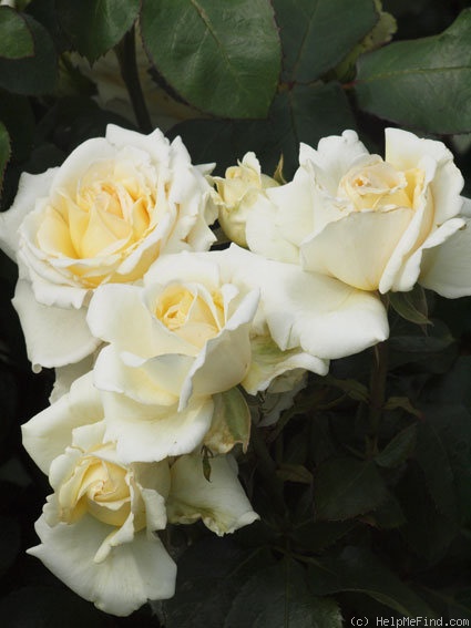 'Ambiente' rose photo