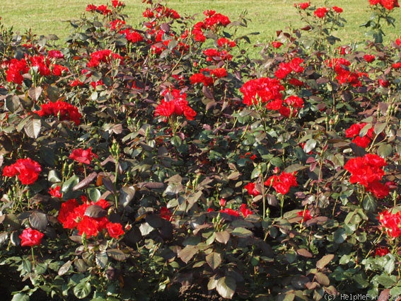 'Amsterdam ® (Floribunda, Verschuren, 1972)' rose photo