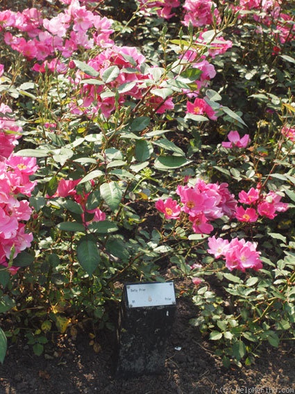 'Betty Prior' rose photo