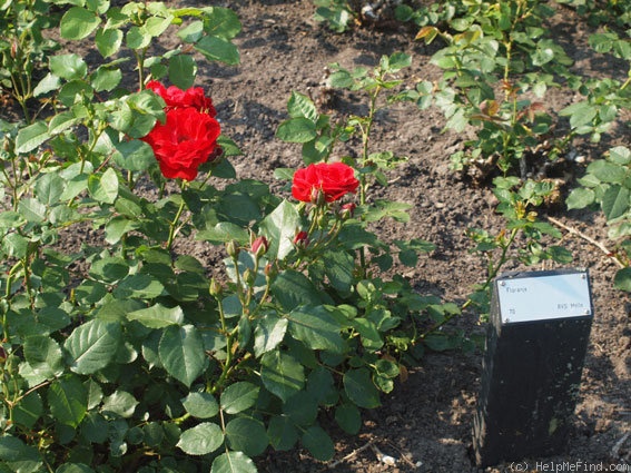 'Floranje' rose photo