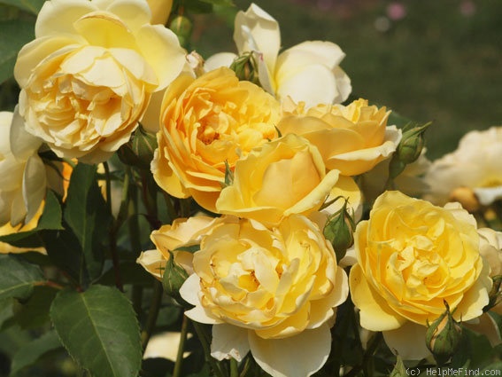 'Graham Thomas' rose photo