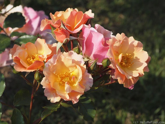 'Jazz (shrub, Evers/Tantau, 2009)' rose photo