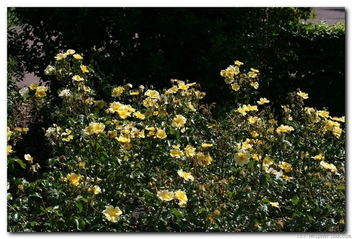 'Flushing Meadow (shrub, Kraan, 2005)' rose photo