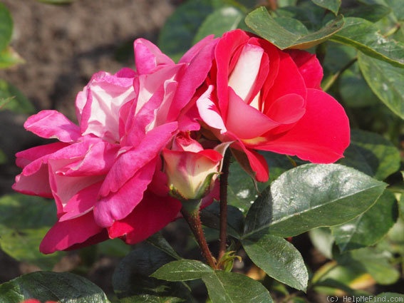 'Majora' rose photo