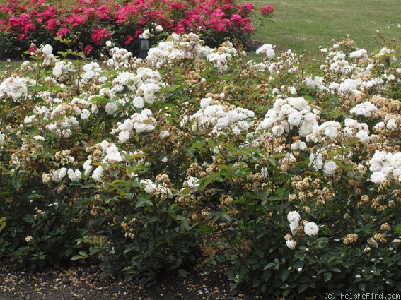 'Marie Pavié' rose photo