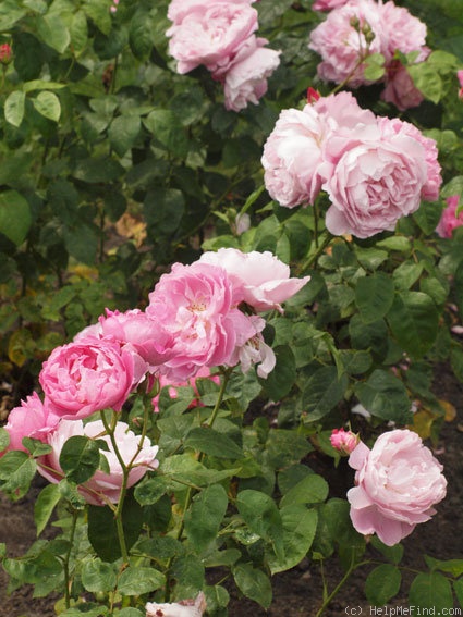'Mary Rose ®' rose photo