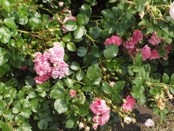 'Pink Swany' rose photo