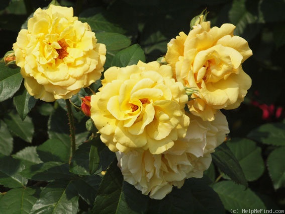 'Postillion ® (shrub, Kordes 1998)' rose photo