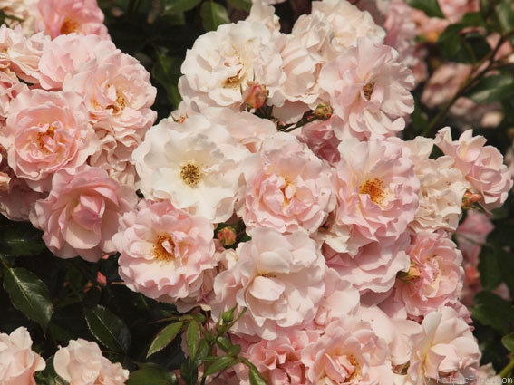 'Rosario ®' rose, click to enlarge 'Rosario ®' rose photo