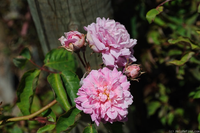 'Bougainville (noisette)' rose photo