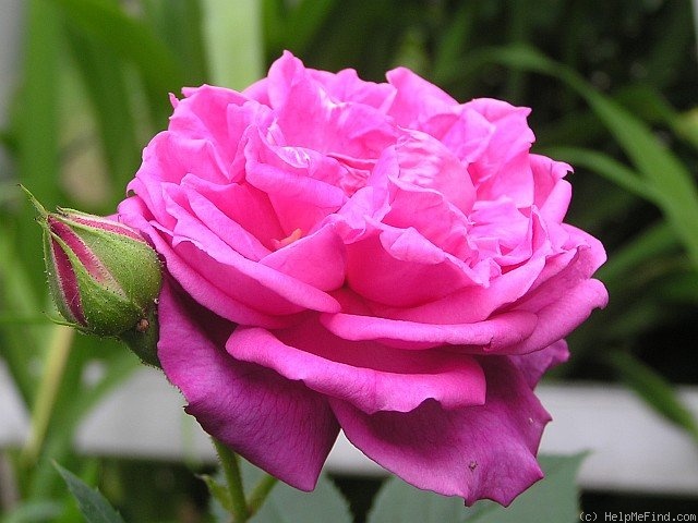 'James Sprunt' rose photo