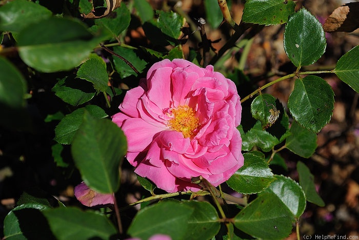 'Marjory Palmer' rose photo