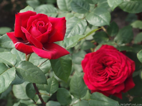 'Winshoten' rose photo