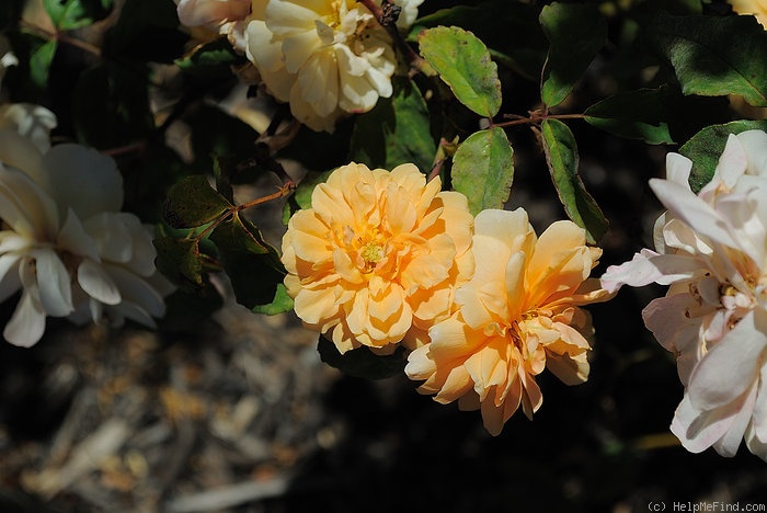 'Sunshine (polyantha, Robichon/Cutbush, 1927)' rose, click to enlarge 'Sunshine (polyantha, Robichon/Cutbush, 1927)' rose photo