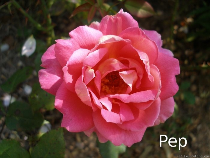 'Recuerdo de Felio Camprubi' rose photo
