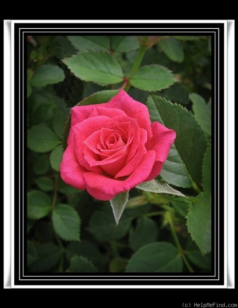 'Daddy's Little Girl' rose photo