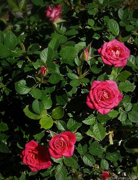 'Daddy's Little Girl' rose photo