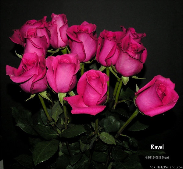 'Ravel (hybrid tea, Steenks 1994)' rose photo
