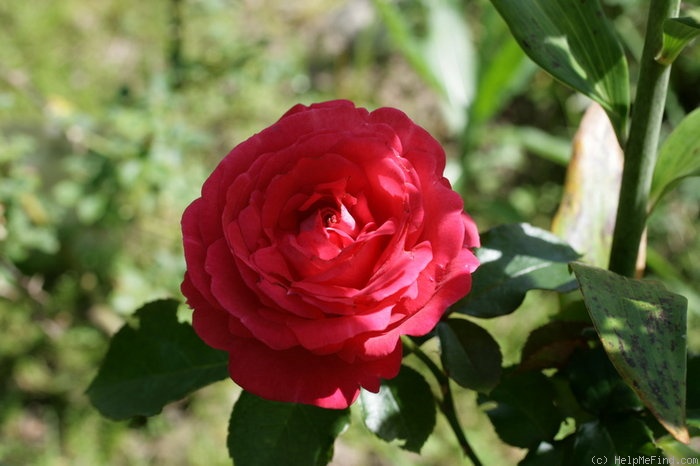 'Belle de Dom ®' Rose