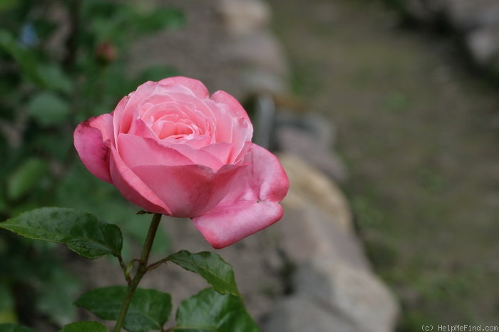 'Bruno Perpoint' rose photo
