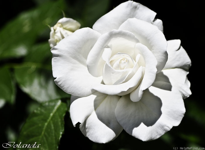 'Annapurna (hybrid tea, Dorieux 2000)' rose photo