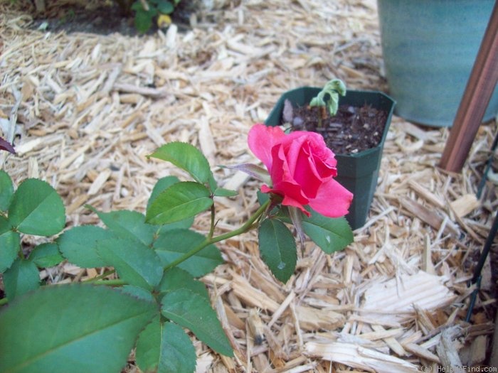 'Tabasco Cat' rose photo
