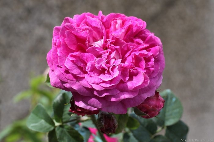 'Abailard (gallica, Duval/Vibert, 1841)' rose photo