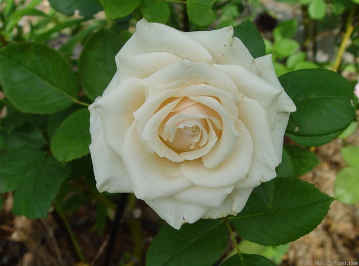 'Medeo ™ (floribunda, Kordes 1991)' rose photo