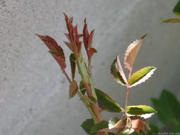 '0-47-19DLFED' rose photo
