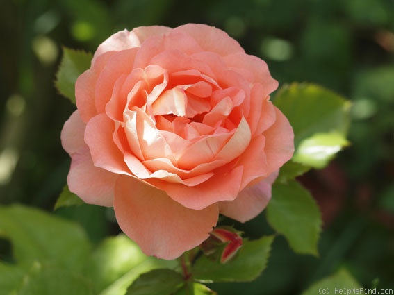 'Bonita ™ (shrub, Olesen, 2001)' rose photo