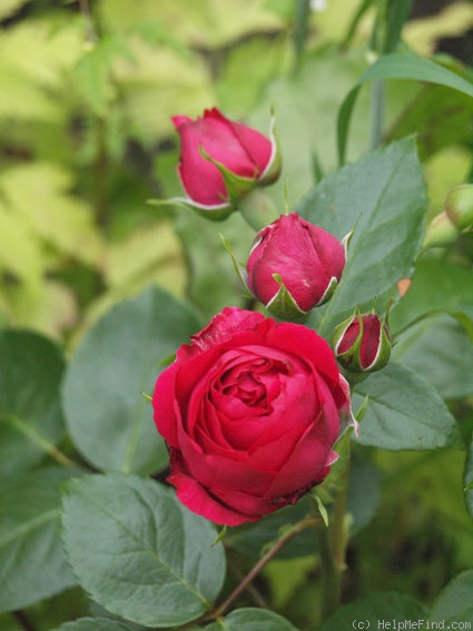 'Red Eden ™' rose photo