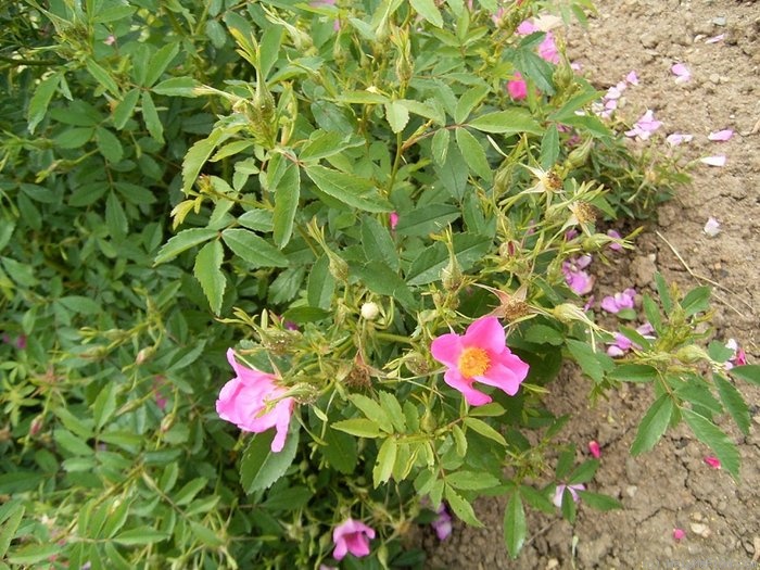 '<i>Rosa stellata</i> var. <i>mirifica</i> Hybrid' rose photo
