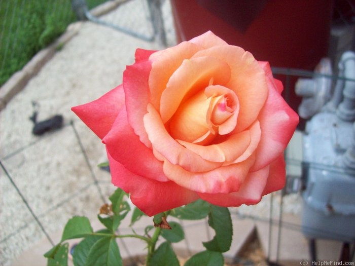 'Voodoo (hybrid tea, Christensen, 1988)' rose photo