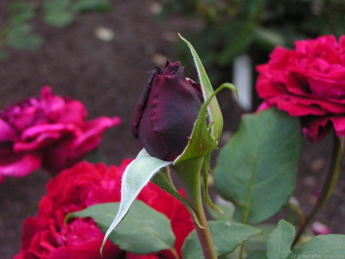 'Winshoten' rose photo