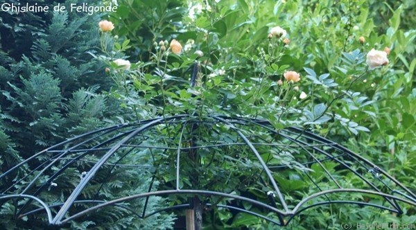 'Ghislaine de Féligonde' rose, click to enlarge 'Ghislaine de Féligonde' rose photo