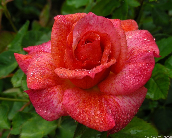 'Spanish Rhapsody' rose, click to enlarge 'Spanish Rhapsody' rose photo