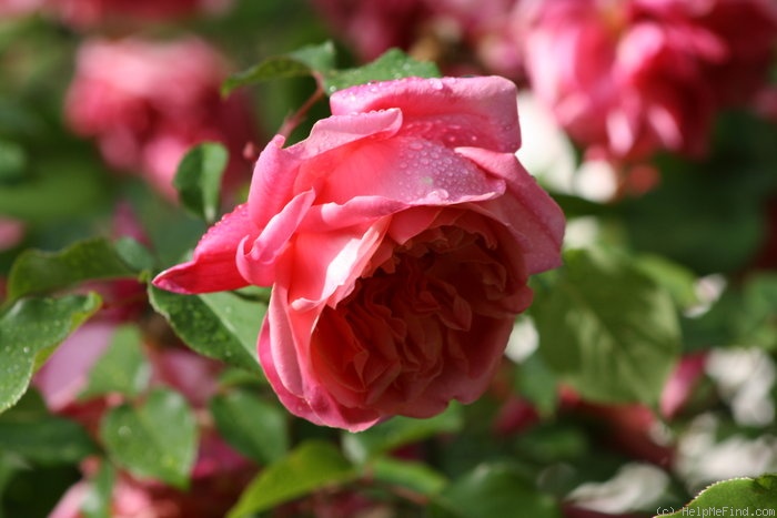 'Monsieur Tillier' rose photo