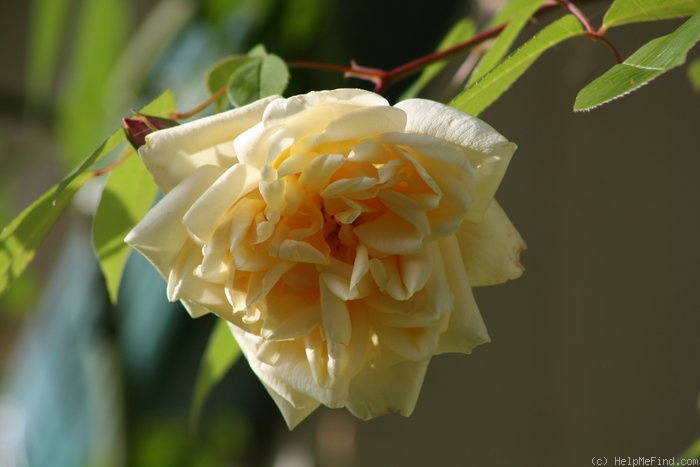 'Rêve d'Or' rose photo